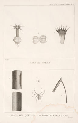 1 Aseroe Rubra 4 Araignee que les Caledoniens mangent
