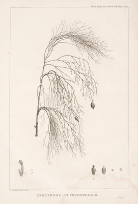 Exocarpos Cupressiformis