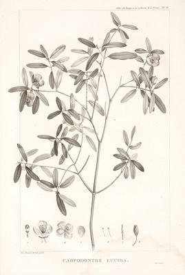 Carpodontos Lucida