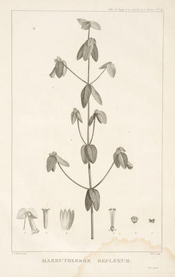 Mazeutozeron Reflexum