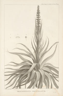 Dracophyllum Verticillatum