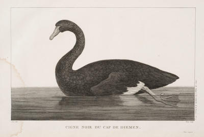 Swans