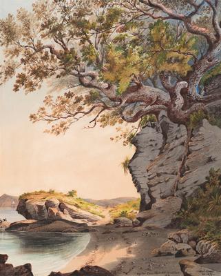 Oyster Cove, North Head, Auckland