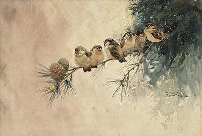 Sparrows