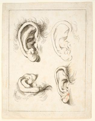 Studies of Ears