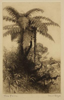 Tree ferns