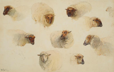 Study of Sheep