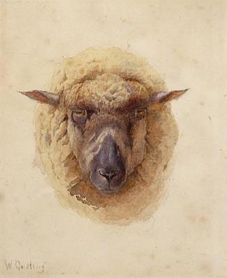 Study of head of a sheep