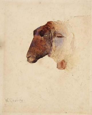 Study of head of a sheep