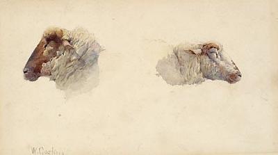 Studies of two heads of sheep