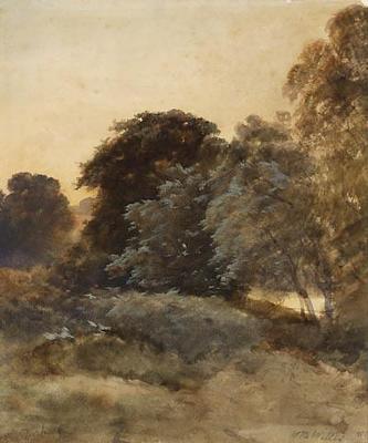 Near Dorking: study of trees