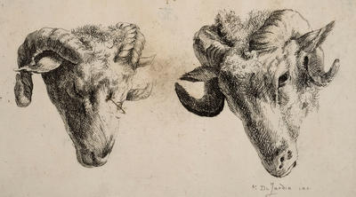 Two Heads of Sheep