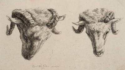 Two Heads of Sheep