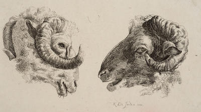 Two Heads of Sheep