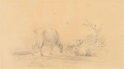 Study of Cow and Sheep
