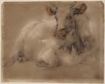 Study of a Cow