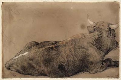 Study of a Bull