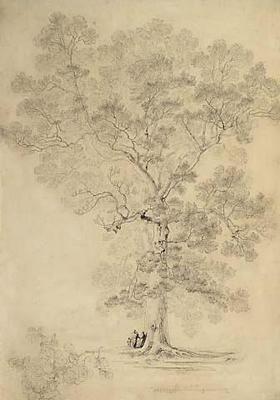 An Elm Tree