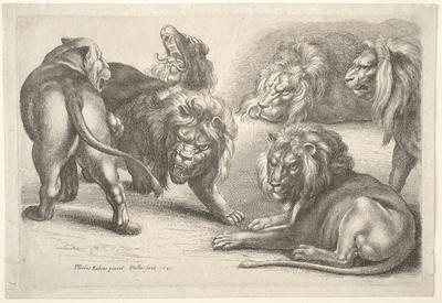 Five Lions and a Lioness