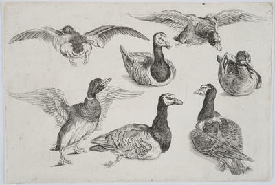 Ducks