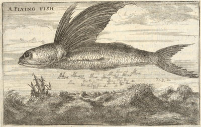 Flying Fish