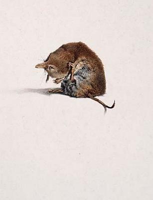 The Common Shrew (Life size)