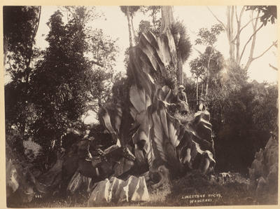 Limestone