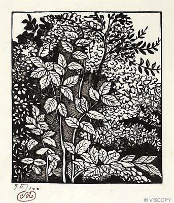 Shrubs
