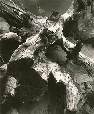 Old Kauri Stump, Kahamatu Stream, Waitakere Ranges 1974