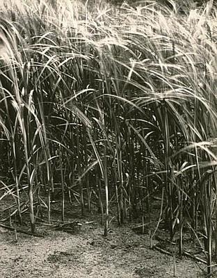 Reeds, Kakamatua River, Waitakere Ranges