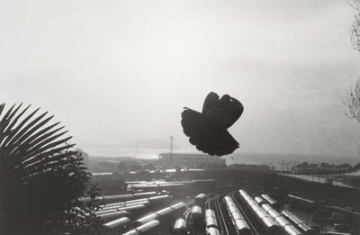 Pigeon, Parnell, Auckland