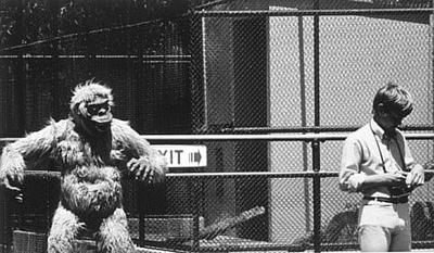 Gorilla and man (Auckland Zoo)