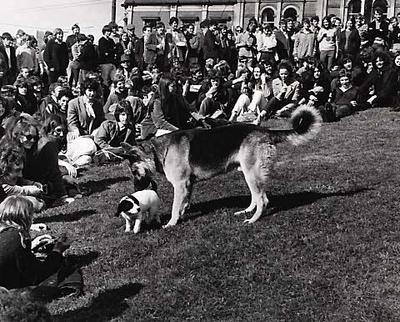Alsatians