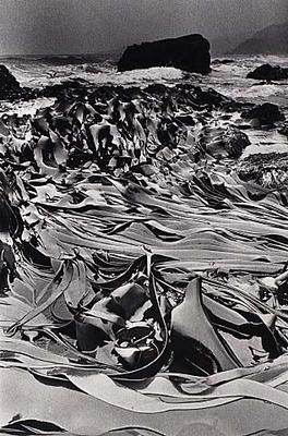 Kelp, Oaro, Kaikoura