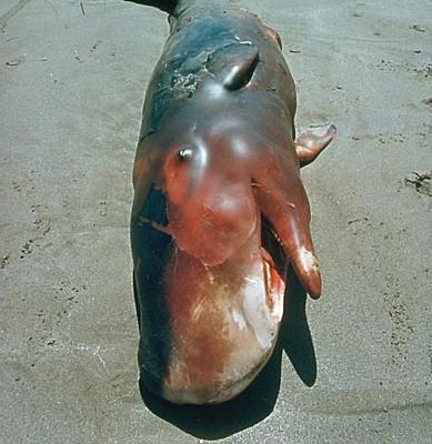 Whales