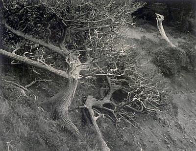 Cypress; Point Lobos