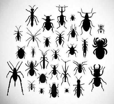 Spiders