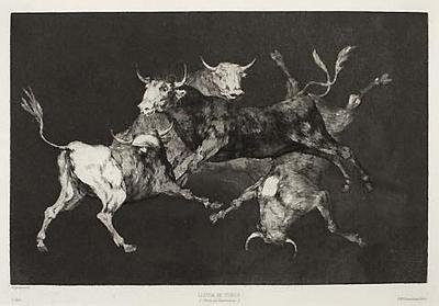 Bulls