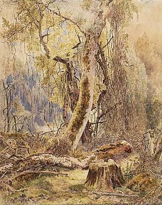 South Island Beech forest