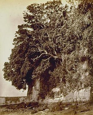 Pohutukawa