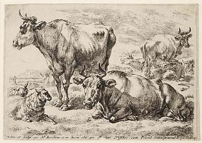 Cows