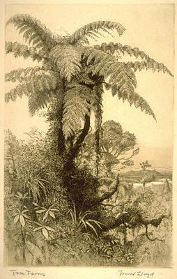 Ferns