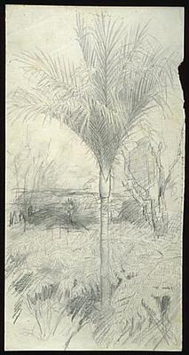 Nikau palm