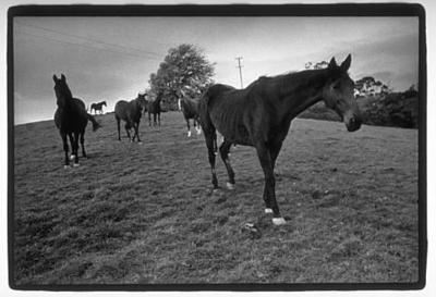 Tepare Stud, Masterton - 12 May 1978