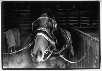 Stables