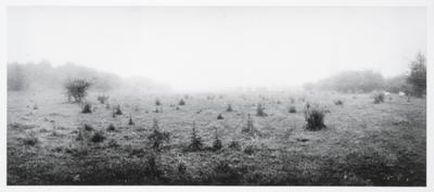 Grassland