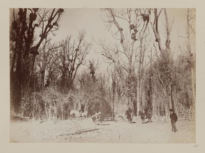 Buggies (carriages)