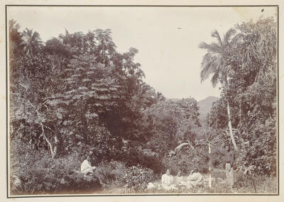 Scene, Rarotonga