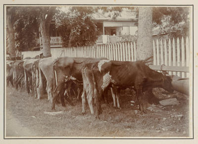 Cattle