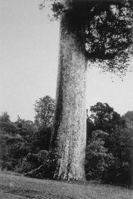 Kauri